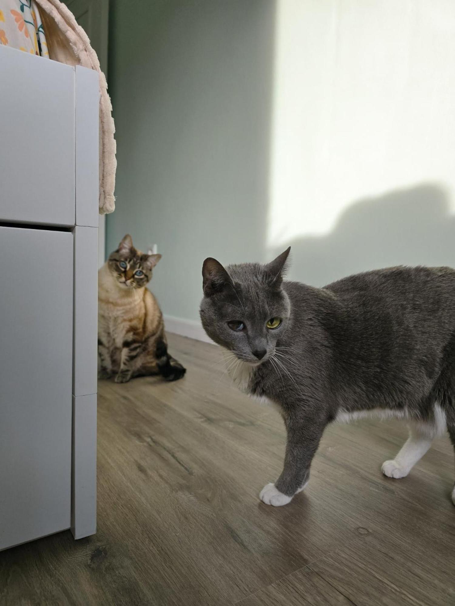 شقة The House Of Cats Oliveira do Douro  المظهر الخارجي الصورة